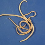 roundworm