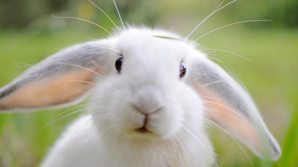 Rabbit Calicivirus Pakuranga Vets